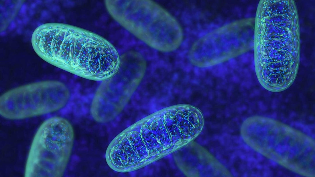 Harnessing Mitochondrial Repair for Optimal Health: A Deep Dive into High Dose Carnosine Supplementation